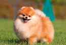 Pomeranian spitz