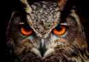 5 Mýtů a pověrců o sovy