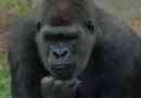 Lidský předchůdce má podobnosti s gorilou