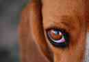 Příčiny, diagnostika a léčba červených očí u psa