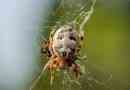 Horny cross: popis spider, foto