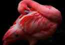 Růžový plameňák. Pink flamingo je životní styl a stanoviště
