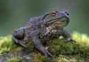 Šedá ropucha - jedovatá obojživelník