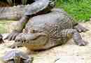 Okřídlený kajman - plaz s širokým nosem