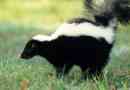 Skunk