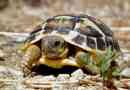 Střední asijská želva