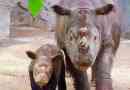 Sumatran rhino