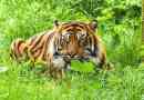 Sumatran tiger