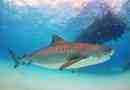 Tiger shark zaútočil na havajský rybář a kousl z nohy