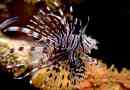 Top 10 nejnebezpečnějších a jedovatých obyvatel moře a oceánů