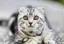 Top 10 nejoblíbenějších koček - seznam, charakteristika a fotky