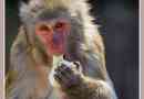 Vědci: japonští macaki - skutečný clastic