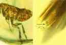 Vědci objevili bakterie-kauzativní činidlo bubonického morho v blechách fosiles