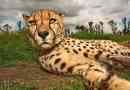 V etiopii byl objeven černý gepard