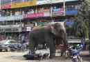 V číně, slon neočekávaně odrážel na lidi