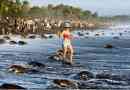 V costa rica, olivové želvy nebylo dovoleno odložit vajec