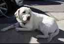 V moskvě se uzamčené v automobilu labrador byl spasen díky kolemjdoucímu