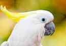 Druhy domácích bílých papoušků: foto a tituly