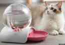 Typy podavačů a mazlíčků pro domácí zvířata