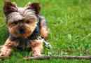 Vzhled a rysy povahy yorkshire terrier