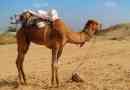 Proč velbloudí hrb a proč?
