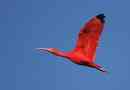 Red ibis (scarlet ibis)