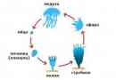 Životní cyklus medúzy - od vejce do zralé formy