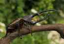 Hercules beetle