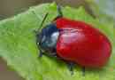Beetle leaf