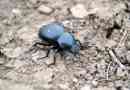 Scarab beetle