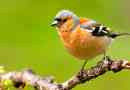 Finch obyčejný: popis formuláře, fotografie, stanoviště
