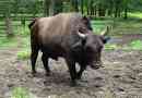 Boncon - kráva zkřížená s evropským bizonem