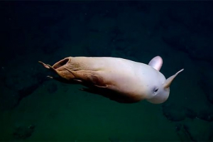 10 Nejvíce neobvyklých zvířat na světě