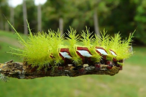 10 Zvířat, která zabíjí osobu za pár minut