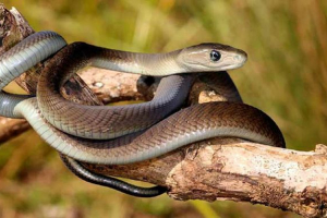 14 Zajímavých faktů o černé mamba