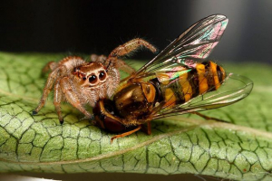 15 Zajímavá fakta o pavoucích