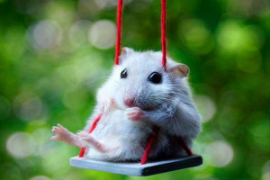 20 Zajímavých faktů o křečcích