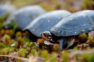 40 Zajímavých faktů o želvách