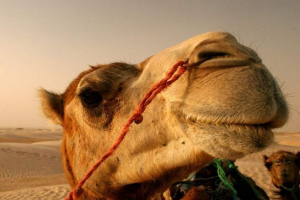 Afghánský velbloud kope americký morphah: video, které zesměšňovaly uživatele sítě Afghánský velbloud kope americký morphah: video, které zesměšňovaly uživatele sítě