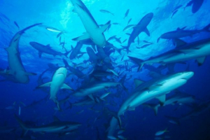 Aclaus ohrožuje zmizení v důsledku lidské chyby