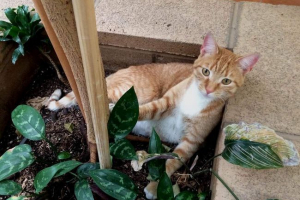 American cat traveler American cat traveler