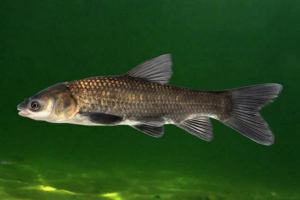 Amur black Amur black