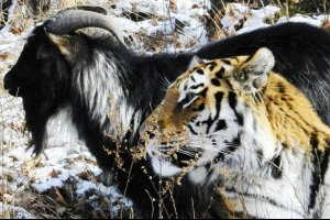 Amur dostal koza timur timur pooleukhu: video, které dobyla sítě Amur dostal koza timur timur pooleukhu: video, které dobyla sítě