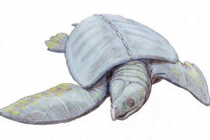 Archelon - želva neuvěřitelných velikostí Archelon - želva neuvěřitelných velikostí