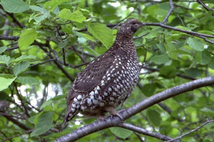 Asijské dickshaw - pták červené knihy Asijské dickshaw - pták červené knihy