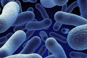 Bakterie: přítel nebo nepřítel?