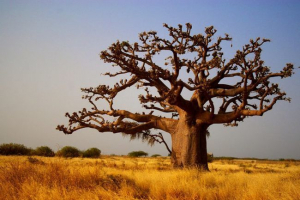 Baobab Baobab