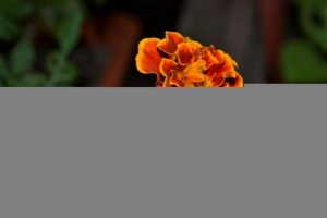 Měsíček Měsíček