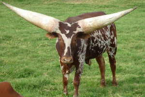 Bull vatussi. Popis, zvířecí fotografie Bull vatussi. Popis, zvířecí fotografie