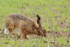 Co krmí zajíc Co krmí zajíc